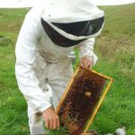 Balayage d'abeille sur cadre