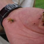 Abeille et Faux-bourdon